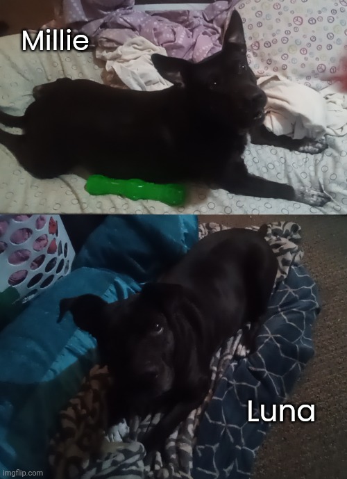 My two dogs <3 | Millie; Luna | image tagged in idk,stuff,s o u p,carck,dogs | made w/ Imgflip meme maker