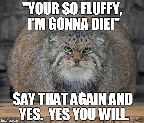 Fat Cats Exercise | "YOUR SO FLUFFY, I'M GONNA DIE!" SAY THAT AGAIN AND YES.  YES YOU WILL. | image tagged in fat cats exercise | made w/ Imgflip meme maker