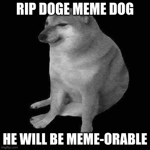 cheems | RIP DOGE MEME DOG; HE WILL BE MEME-ORABLE | image tagged in cheems | made w/ Imgflip meme maker