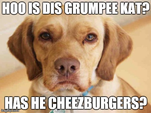 HOO IS DIS GRUMPEE KAT? HAS HE CHEEZBURGERS? | image tagged in grumpy dog | made w/ Imgflip meme maker