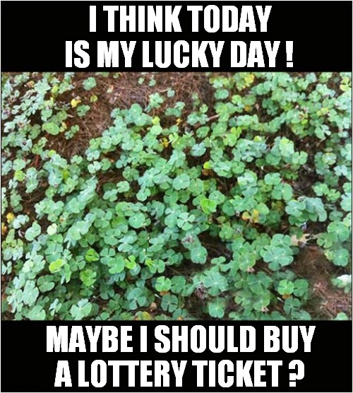 Four Leaf Clover All Over ! | I THINK TODAY IS MY LUCKY DAY ! MAYBE I SHOULD BUY
A LOTTERY TICKET ? | image tagged in fun,four leaf clover,lucky,lottery | made w/ Imgflip meme maker