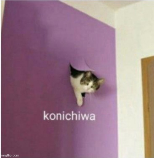 A cat out a wall :) | image tagged in konichiwa | made w/ Imgflip meme maker