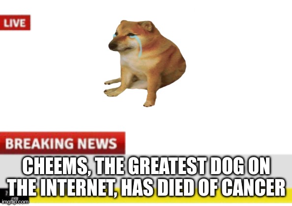 I am not using his death for views or upvotes, I am just showing my respect | CHEEMS, THE GREATEST DOG ON THE INTERNET, HAS DIED OF CANCER | image tagged in news | made w/ Imgflip meme maker