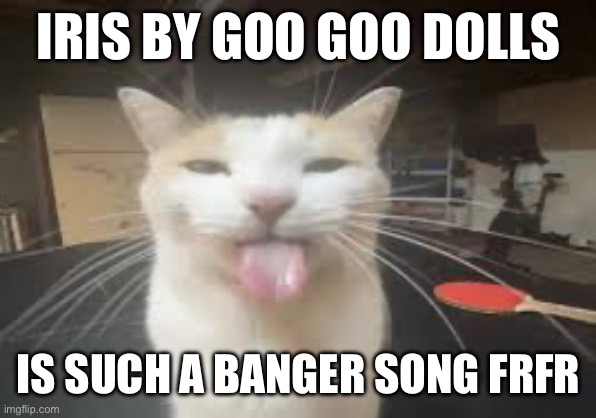 Cat | IRIS BY GOO GOO DOLLS; IS SUCH A BANGER SONG FRFR | image tagged in cat | made w/ Imgflip meme maker