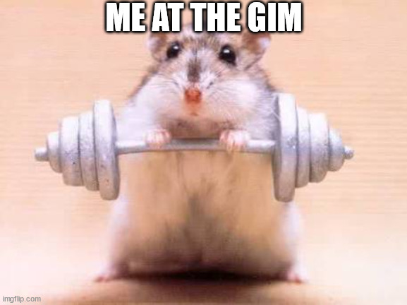 Hamster | ME AT THE GIM | image tagged in hamster weightlifting,cute,gym,funny memes | made w/ Imgflip meme maker