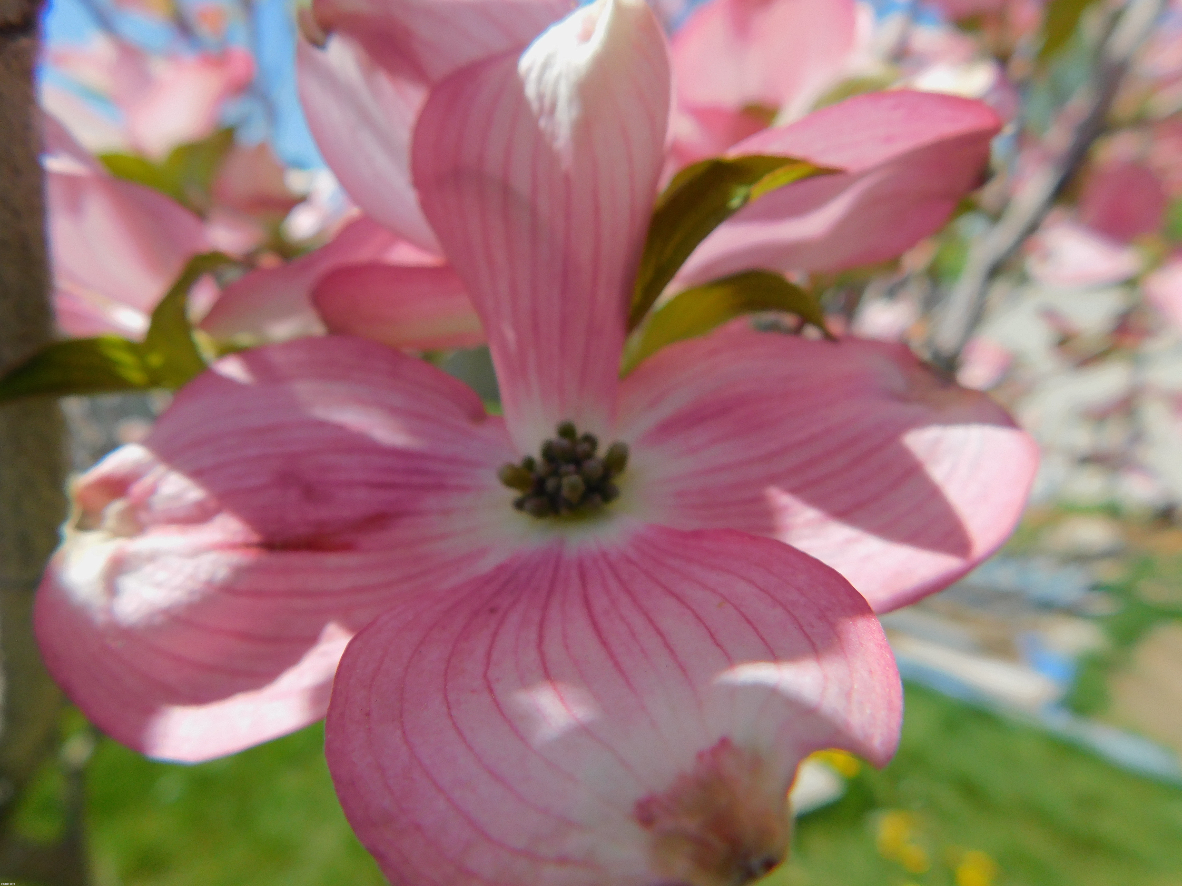 Closeup of a flower | image tagged in photography | made w/ Imgflip meme maker