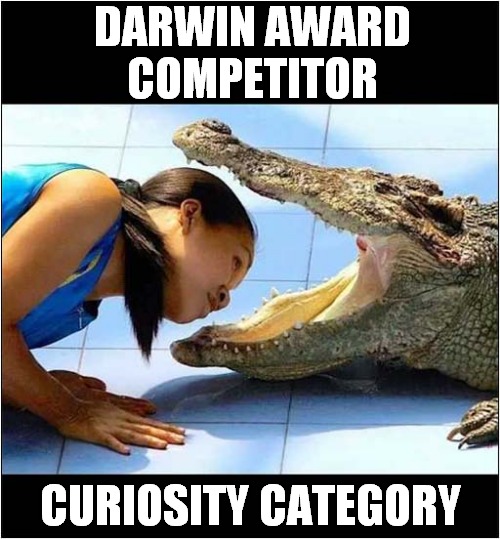 She Looks Like A Winner ! | DARWIN AWARD
COMPETITOR; CURIOSITY CATEGORY | image tagged in girl,crocodile,darwin award,curious,dark humour | made w/ Imgflip meme maker