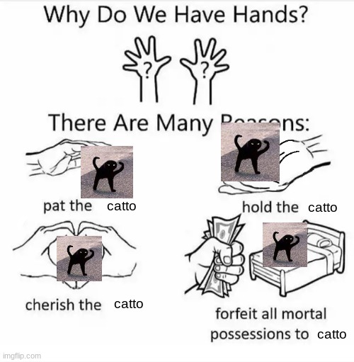 Why do we have hands? (all blank) | catto; catto; catto; catto | image tagged in why do we have hands all blank | made w/ Imgflip meme maker