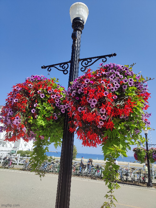 these cool flower balls were everywhere in Mackinac (#3,344) | image tagged in flowers,balls | made w/ Imgflip meme maker