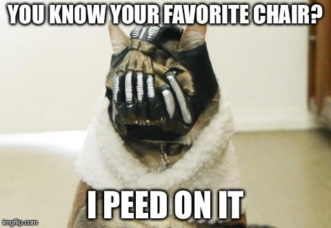 Bane Cat | YOU KNOW YOUR FAVORITE CHAIR? I PEED ON IT | image tagged in bane cat,AdviceAnimals | made w/ Imgflip meme maker