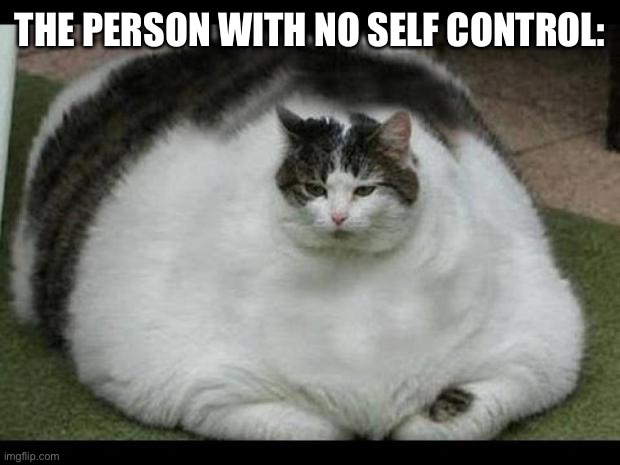fat cat 2 | THE PERSON WITH NO SELF CONTROL: | image tagged in fat cat 2 | made w/ Imgflip meme maker