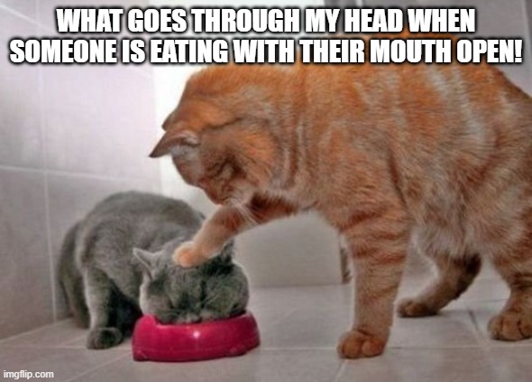 Force feed cat | WHAT GOES THROUGH MY HEAD WHEN SOMEONE IS EATING WITH THEIR MOUTH OPEN! | image tagged in force feed cat | made w/ Imgflip meme maker