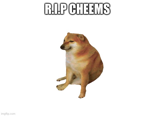 R.I.P CHEEMS | image tagged in cheems | made w/ Imgflip meme maker