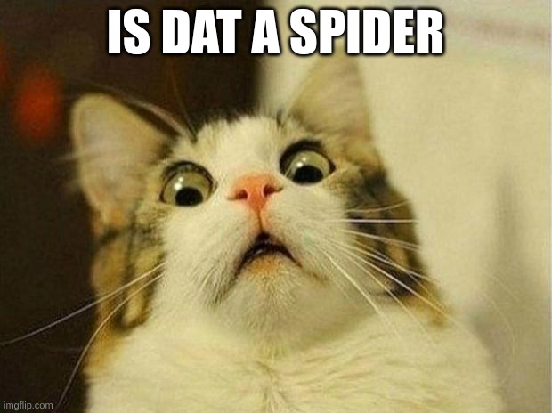 is dat a spider | IS DAT A SPIDER | image tagged in memes,scared cat | made w/ Imgflip meme maker