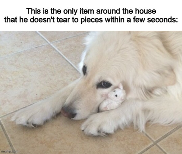 Wholesome 100 | This is the only item around the house that he doesn't tear to pieces within a few seconds: | made w/ Imgflip meme maker