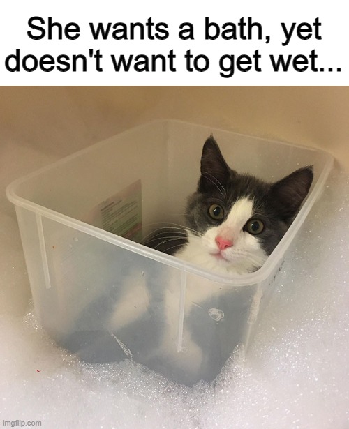 Typical kittens... lol | She wants a bath, yet doesn't want to get wet... | made w/ Imgflip meme maker