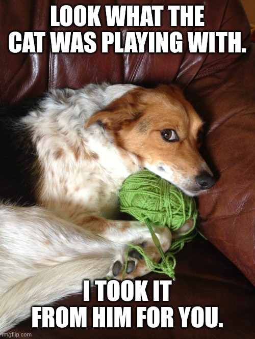 Crochet dog | LOOK WHAT THE CAT WAS PLAYING WITH. I TOOK IT FROM HIM FOR YOU. | image tagged in crochet,dog | made w/ Imgflip meme maker
