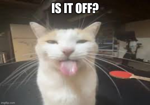 Cat | IS IT OFF? | image tagged in cat | made w/ Imgflip meme maker
