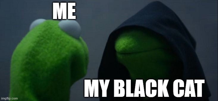 Evil Kermit | ME; MY BLACK CAT | image tagged in memes,evil kermit | made w/ Imgflip meme maker