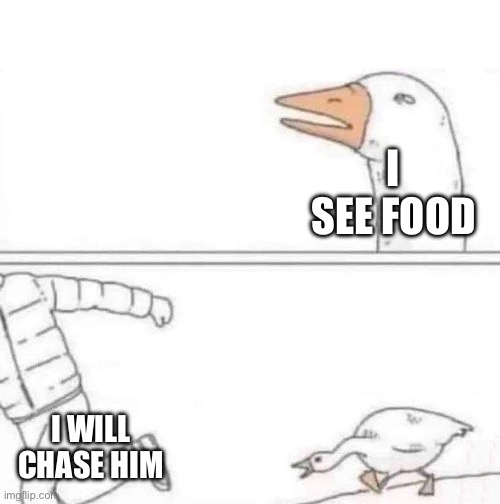 Never hold food for geese | I SEE FOOD; I WILL CHASE HIM | image tagged in goose chase,memes,funny memes,funny,fax | made w/ Imgflip meme maker