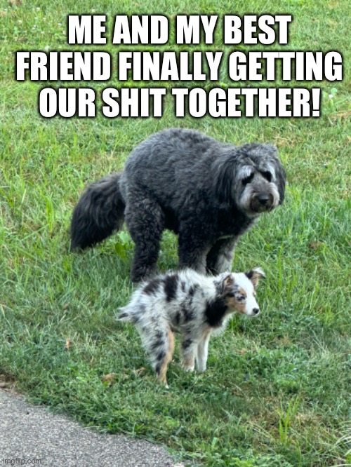 Getting our Sh*t Tigether! | ME AND MY BEST FRIEND FINALLY GETTING OUR SHIT TOGETHER! | image tagged in funny dogs | made w/ Imgflip meme maker