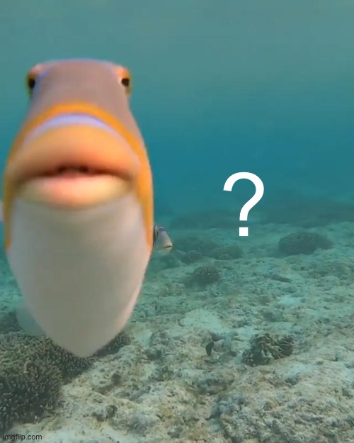 staring fish | ? | image tagged in staring fish | made w/ Imgflip meme maker