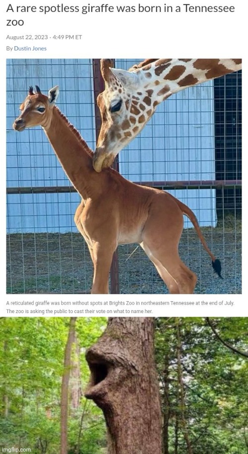 Rare spotless giraffe | image tagged in tree pog,rare,spotless,giraffe,giraffes,memes | made w/ Imgflip meme maker
