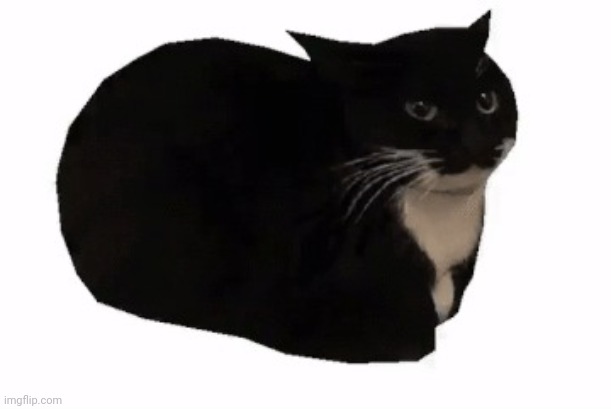 Maximus-Wellington | image tagged in maxwell the cat | made w/ Imgflip meme maker