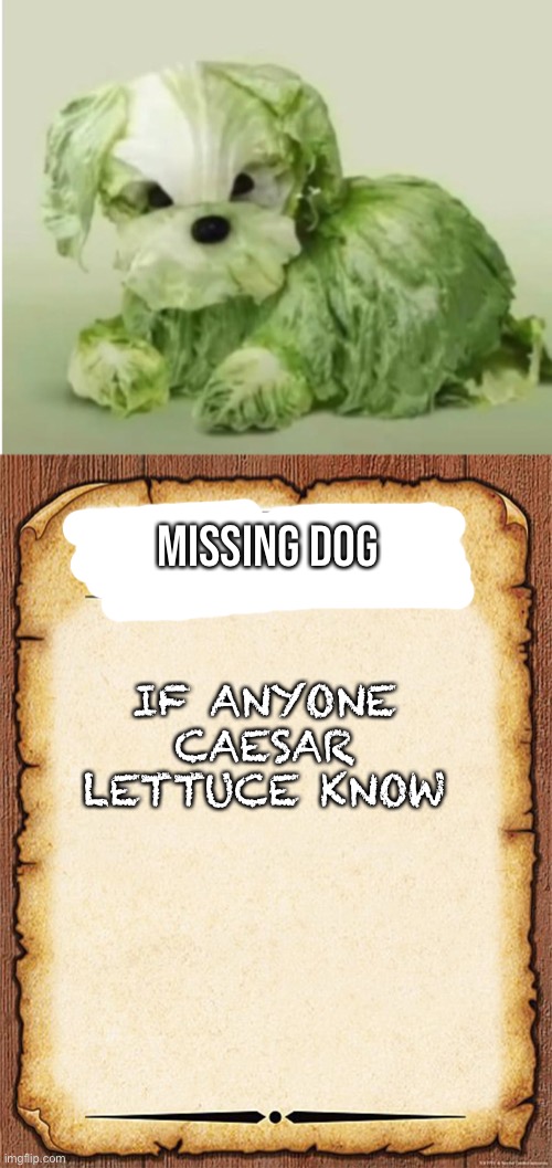 Missing dog; IF ANYONE CAESAR LETTUCE KNOW | image tagged in wanted poster | made w/ Imgflip meme maker