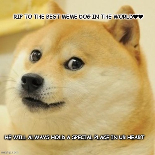 Doge | RIP TO THE BEST MEME DOG IN THE WORLD❤❤; HE WILL ALWAYS HOLD A SPECIAL PLACE IN UR HEART | image tagged in memes,doge | made w/ Imgflip meme maker