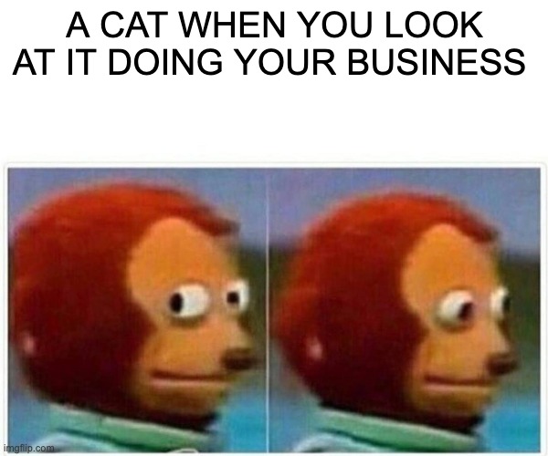 Monkey Puppet | A CAT WHEN YOU LOOK AT IT DOING YOUR BUSINESS | image tagged in memes,monkey puppet | made w/ Imgflip meme maker