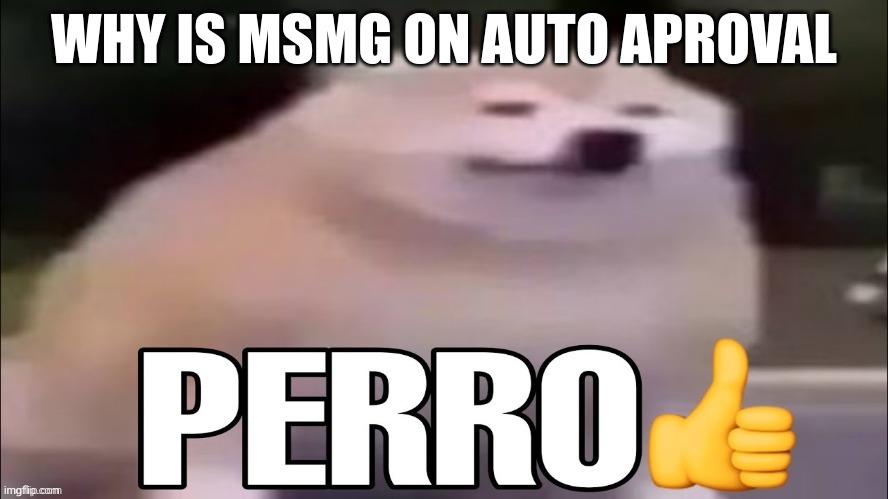 perro | WHY IS MSMG ON AUTO APROVAL | image tagged in perro | made w/ Imgflip meme maker