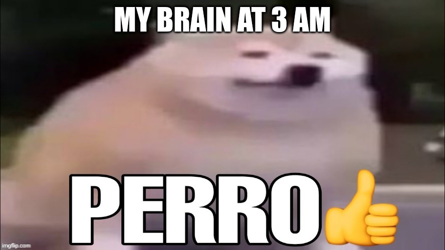 perro | MY BRAIN AT 3 AM | image tagged in perro | made w/ Imgflip meme maker