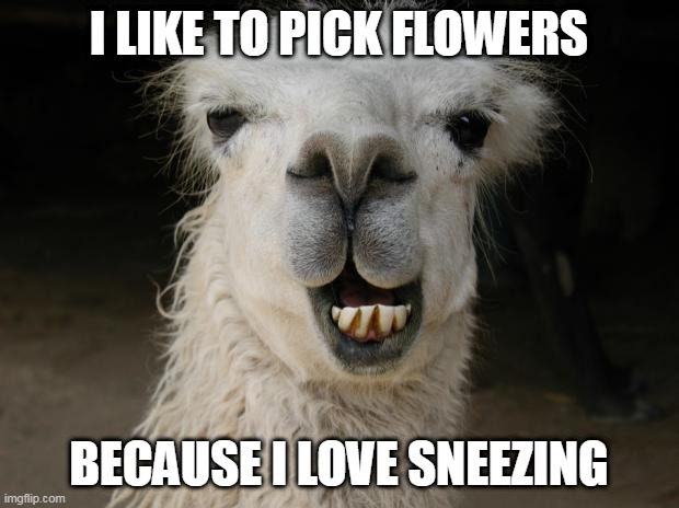i might be stupid, just saying | I LIKE TO PICK FLOWERS; BECAUSE I LOVE SNEEZING | image tagged in because llama | made w/ Imgflip meme maker