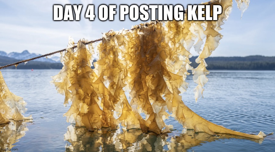 Kelp | DAY 4 OF POSTING KELP | image tagged in kelp | made w/ Imgflip meme maker