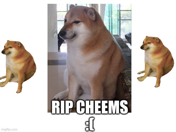 rip cheems | RIP CHEEMS
:( | image tagged in cheems | made w/ Imgflip meme maker
