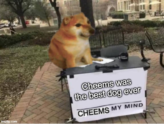 Cheems best dog RIP | Cheems was the best dog ever | image tagged in cheems my mind,rip,cheems | made w/ Imgflip meme maker