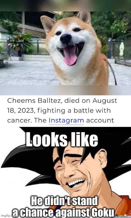 cheems would have gotten kamehameha'd | Looks like; He didn't stand a chance against Goku | image tagged in yoa ming goku,goku,cheems,cancer,anime,funny | made w/ Imgflip meme maker