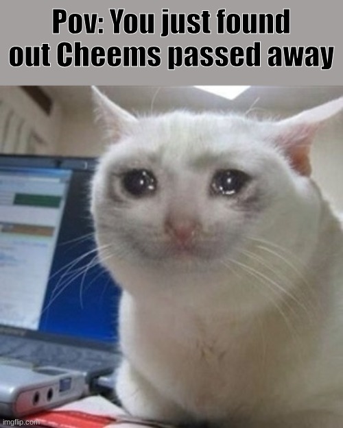 I just found out that Cheems passed away T-T | Pov: You just found out Cheems passed away | image tagged in crying cat,cheems passed away | made w/ Imgflip meme maker