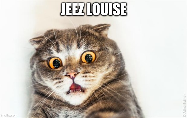 horrified cat | JEEZ LOUISE | image tagged in horrified cat | made w/ Imgflip meme maker