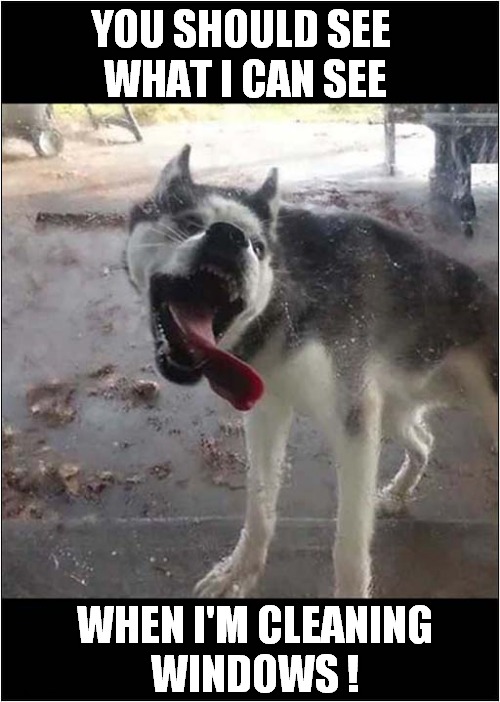 Husky Window Cleaner ! | YOU SHOULD SEE 
WHAT I CAN SEE; WHEN I'M CLEANING
WINDOWS ! | image tagged in dogs,husky,cleaning,windows,song lyrics | made w/ Imgflip meme maker