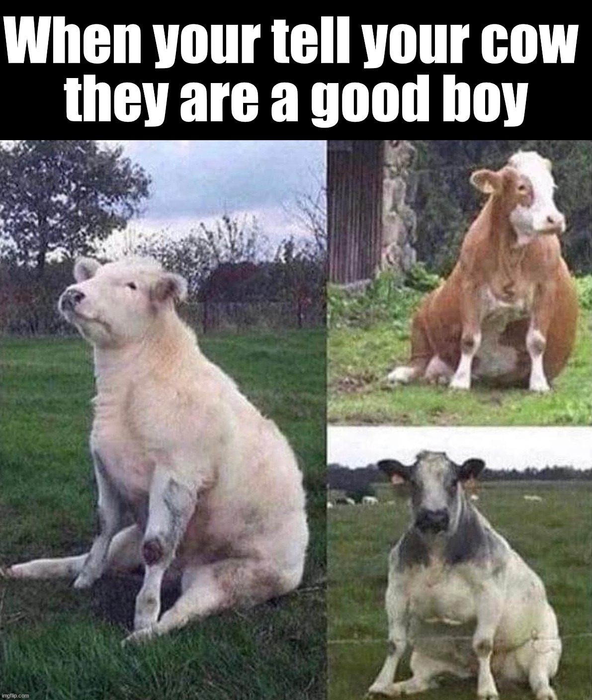 When your tell your cow 
they are a good boy | made w/ Imgflip meme maker
