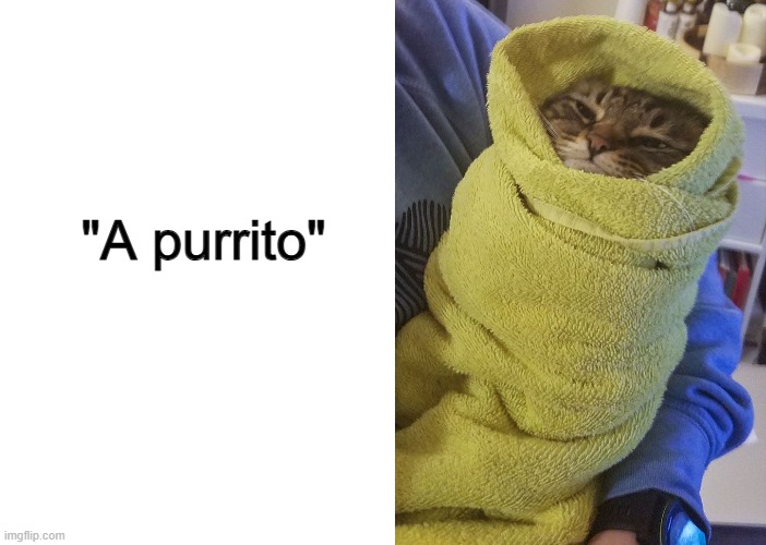 Looks like that cat isn't having a good time XD | "A purrito" | image tagged in blank white template | made w/ Imgflip meme maker