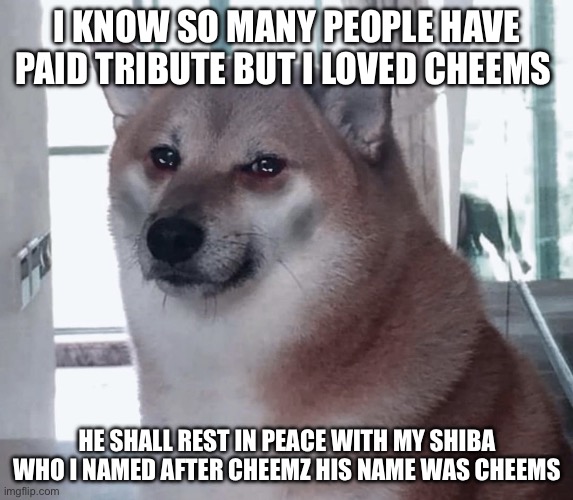 Rip both cheemz | I KNOW SO MANY PEOPLE HAVE PAID TRIBUTE BUT I LOVED CHEEMS; HE SHALL REST IN PEACE WITH MY SHIBA WHO I NAMED AFTER CHEEMZ HIS NAME WAS CHEEMS | image tagged in sad cheems | made w/ Imgflip meme maker