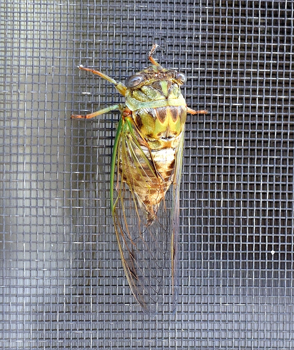A cicada on my screen | image tagged in cicada,kewlew | made w/ Imgflip meme maker