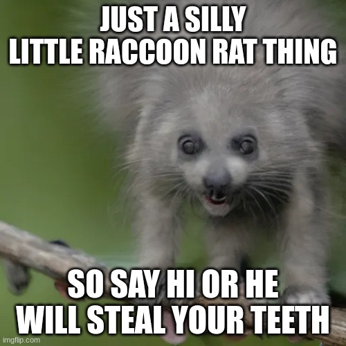 silly little guy | JUST A SILLY LITTLE RACCOON RAT THING; SO SAY HI OR HE WILL STEAL YOUR TEETH | image tagged in silly | made w/ Imgflip meme maker