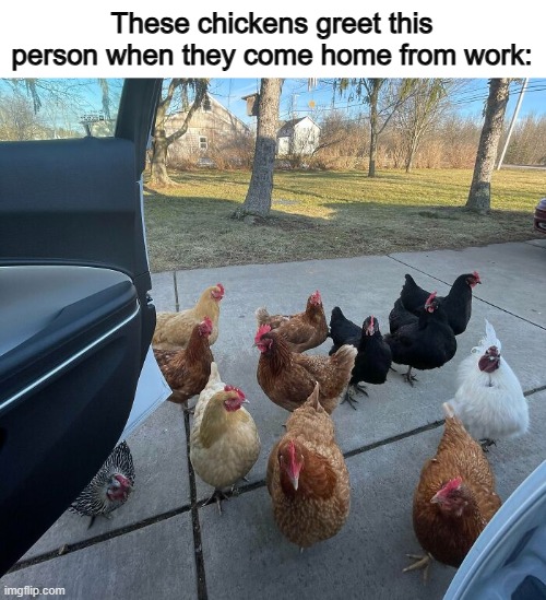 Who needs to hire a bodyguard when you have adorable chickens with some potential? | These chickens greet this person when they come home from work: | made w/ Imgflip meme maker