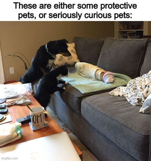 :) | These are either some protective pets, or seriously curious pets: | made w/ Imgflip meme maker