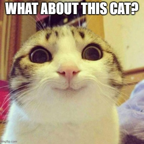 Smiling Cat Meme | WHAT ABOUT THIS CAT? | image tagged in memes,smiling cat | made w/ Imgflip meme maker