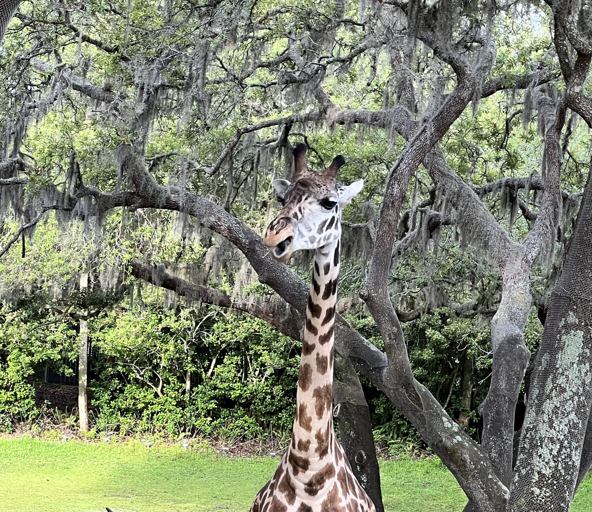 Talking Giraffe Blank Meme Template